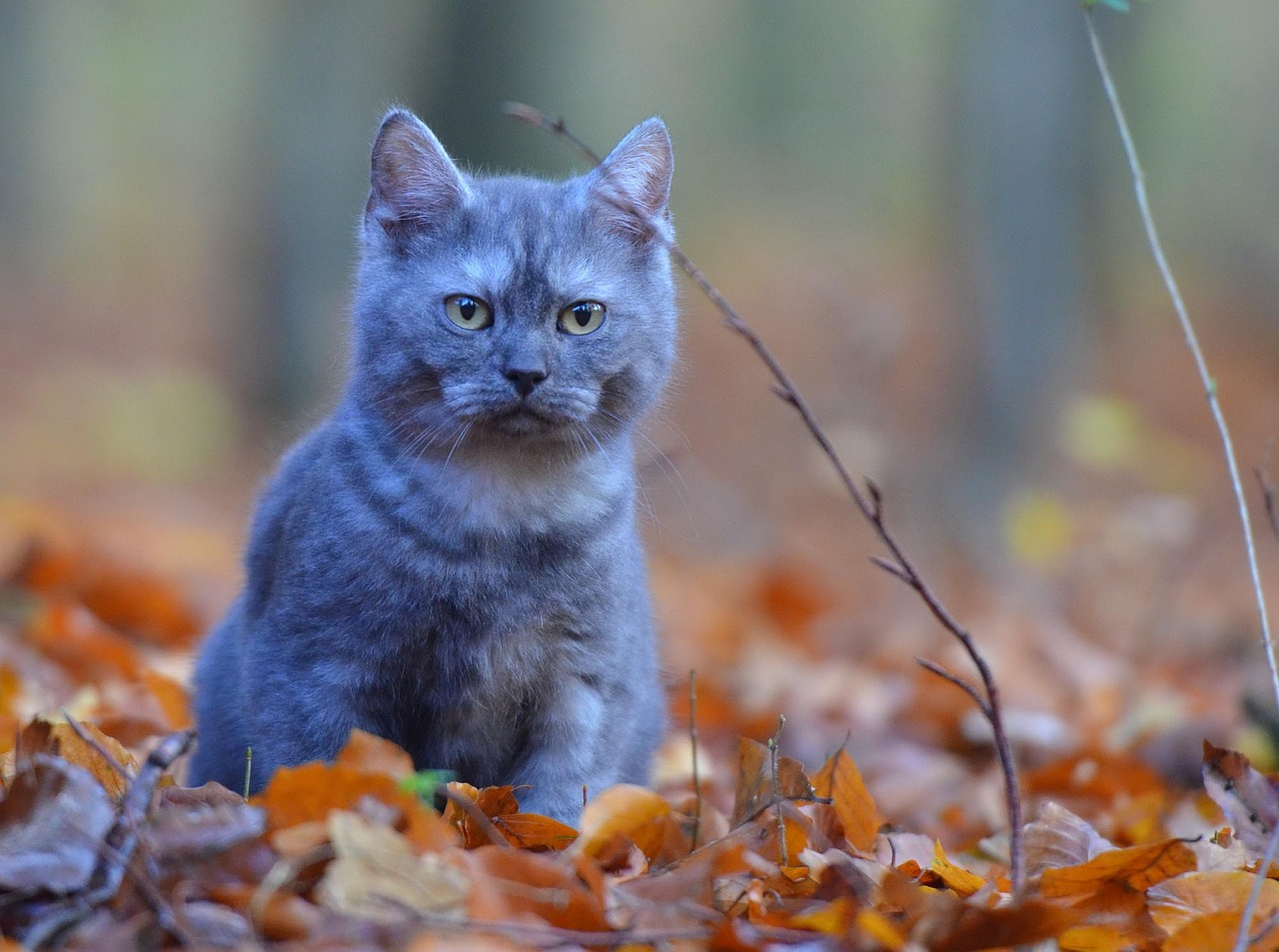 猫咪最新地址在线